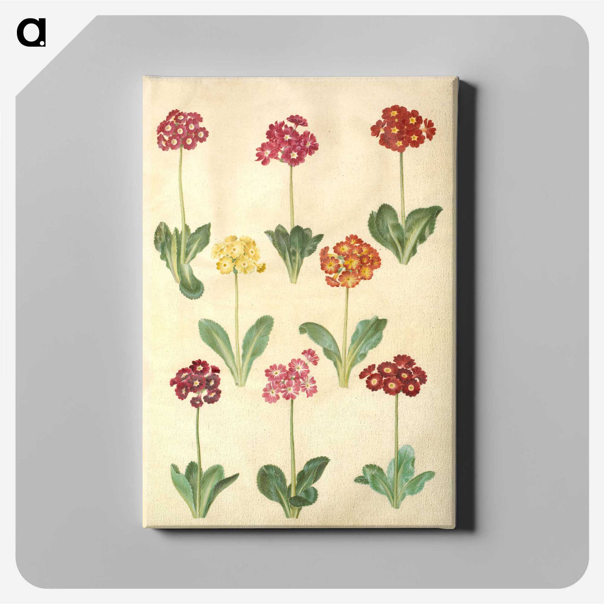 1-77_Maria-Sibylla-Merian_canvas
