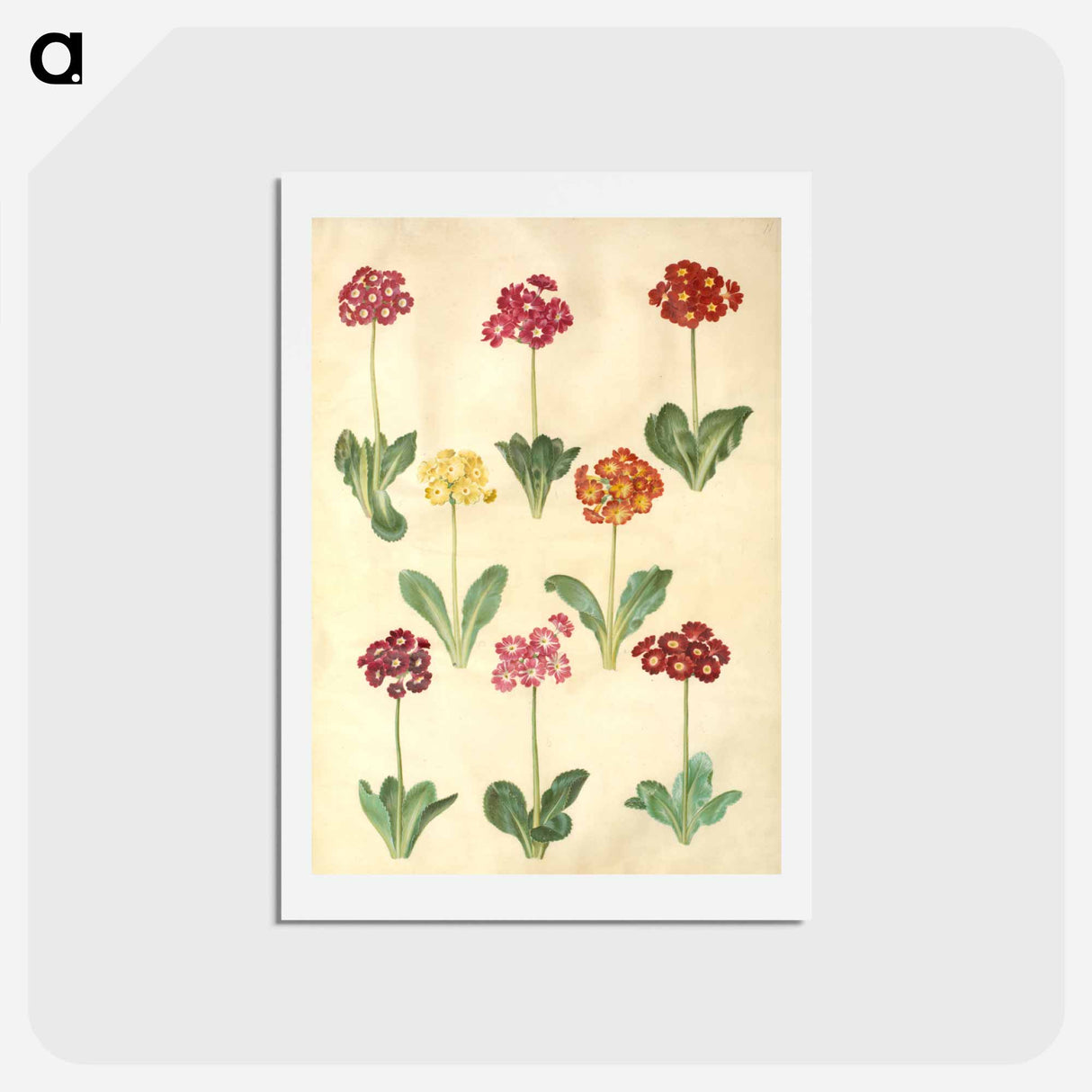 アートポストカード-Primula ×pubescens
- マリア ジビーラ メーリアン Postcard.