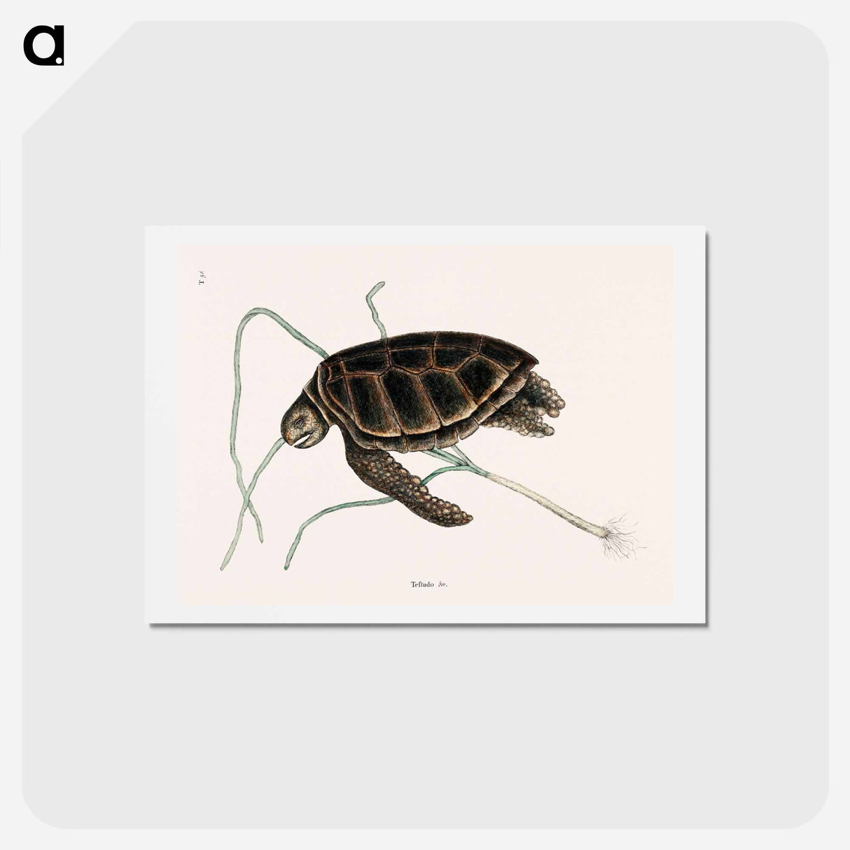 アートポストカード-Green Turtle
- マーク ケイツビー Postcard.