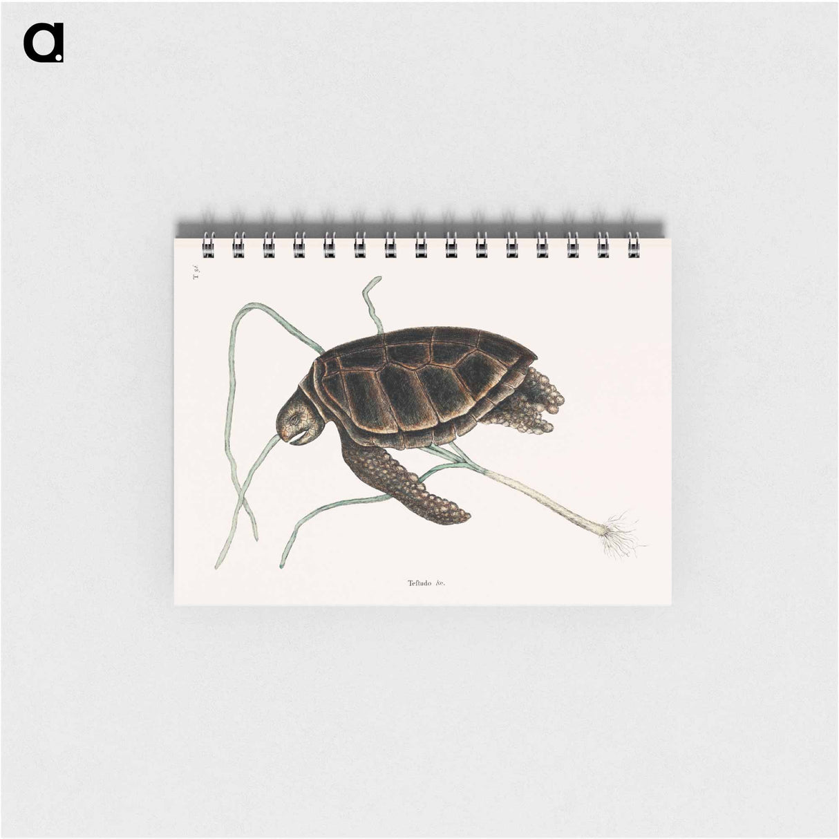 アートメモ帳-Green Turtle
- マーク ケイツビー Memo.