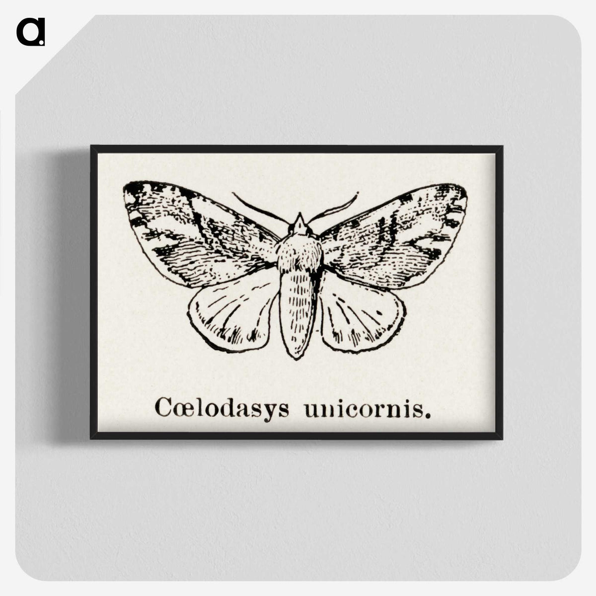 1-77_Moths-and-Butterflies-of-the-United-States_blk-crop