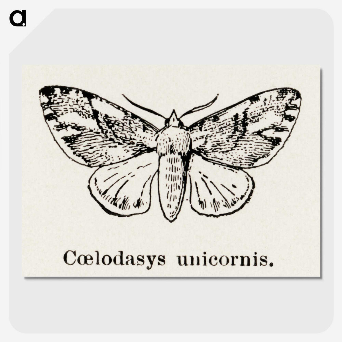 1-77_Moths-and-Butterflies-of-the-United-States_picture-crop
