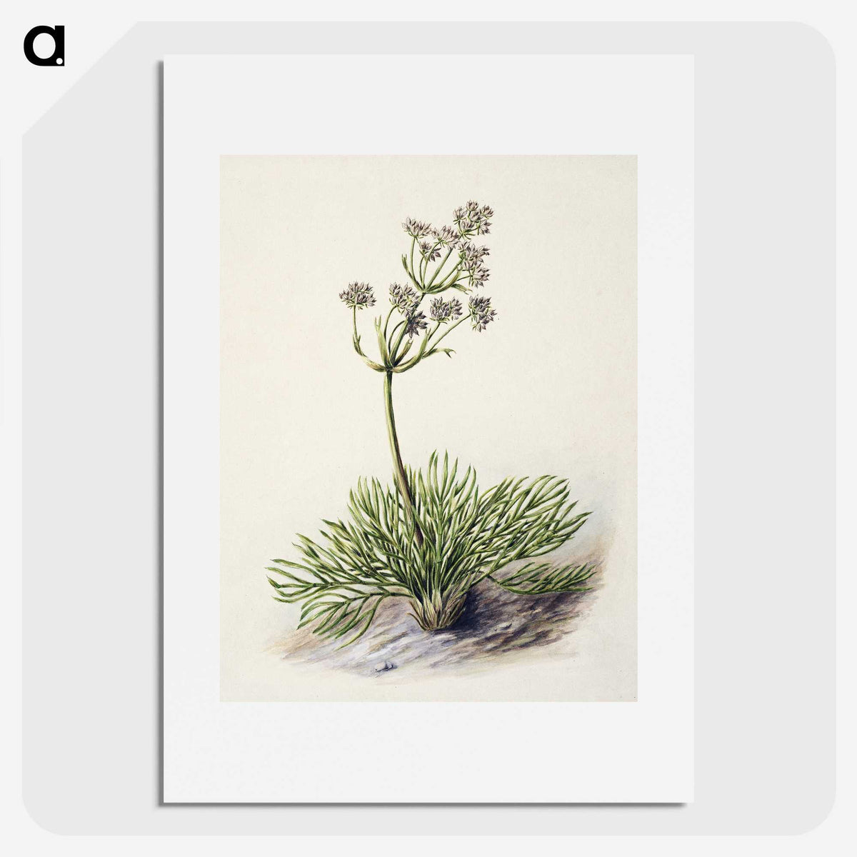 1-77_Native-Flowering-Plants-of-New-Zealand_picture
