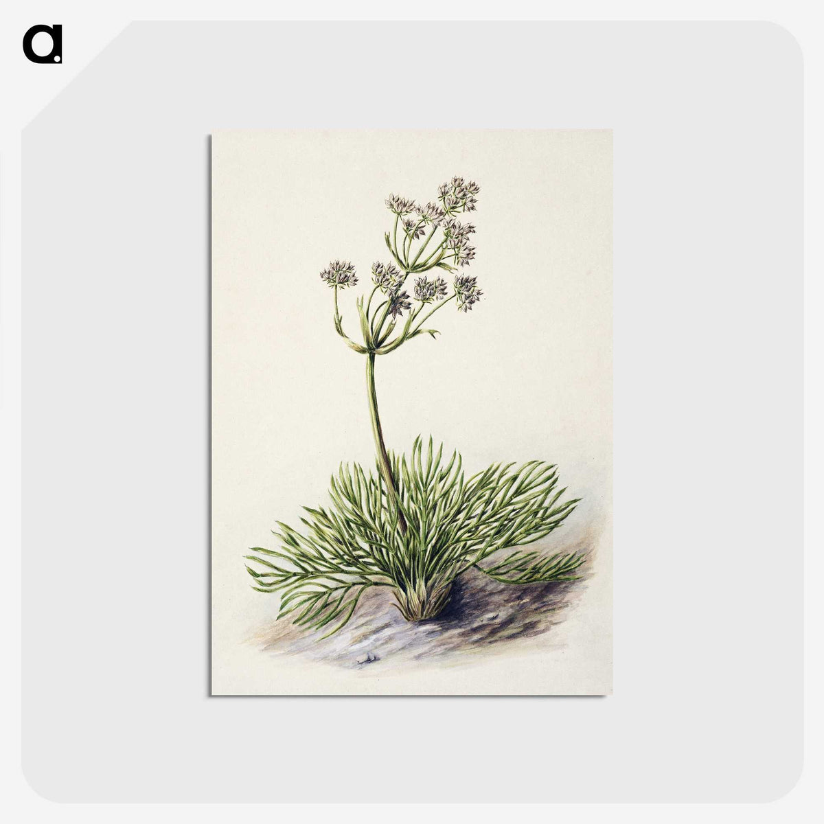 1-77_Native-Flowering-Plants-of-New-Zealand_postcard