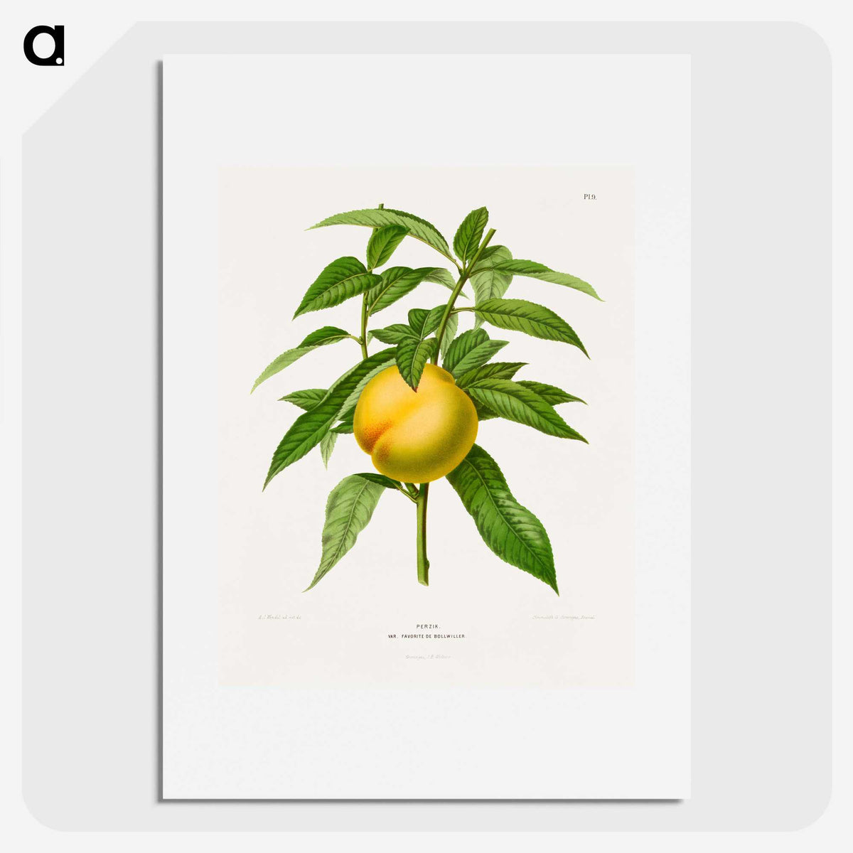 1-77_Nederlandsche-Flora-en-Pomona_picture