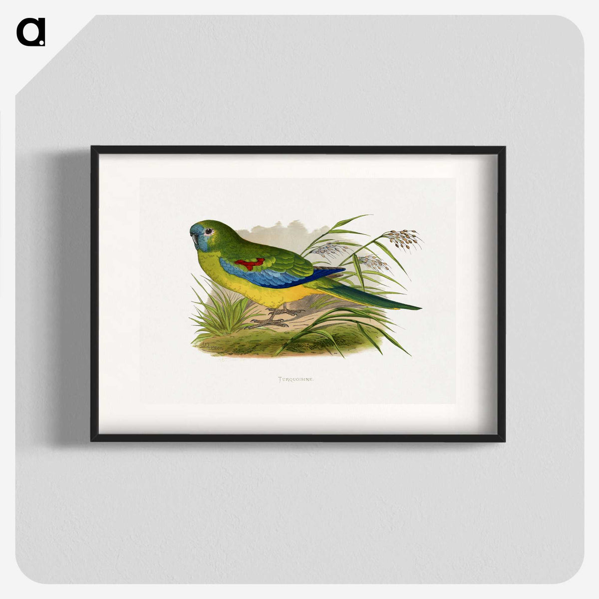 1-77_Parrots-in-Captivity_blk