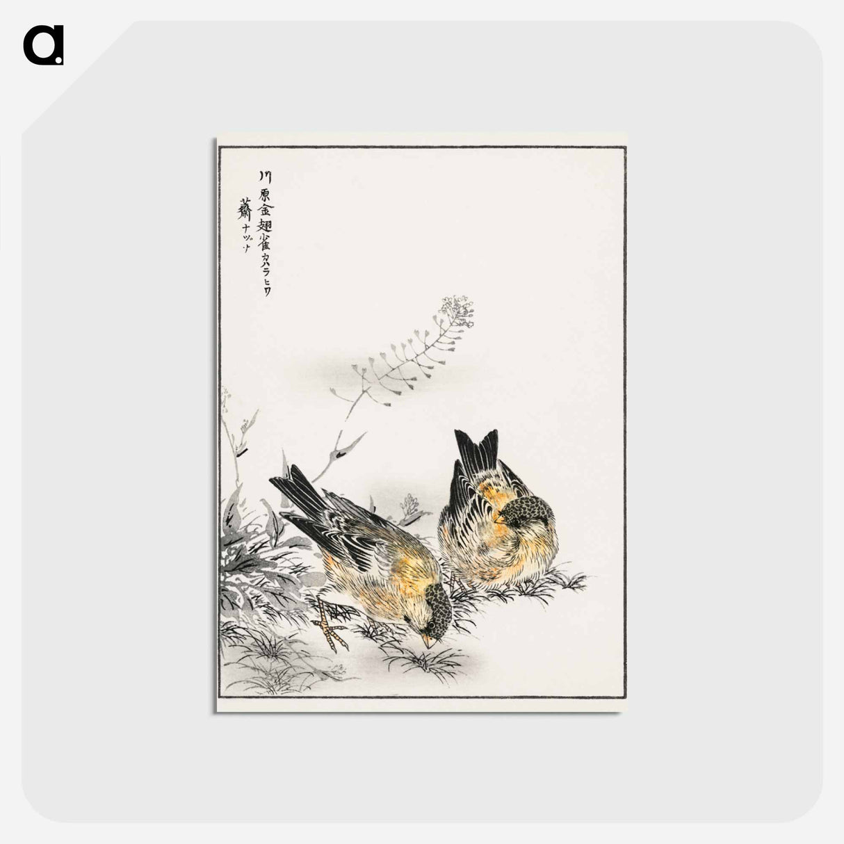 アートポストカード-Small Japanese Greenfinch and Shepherd's Purse
- 鳥類図鑑 Postcard.