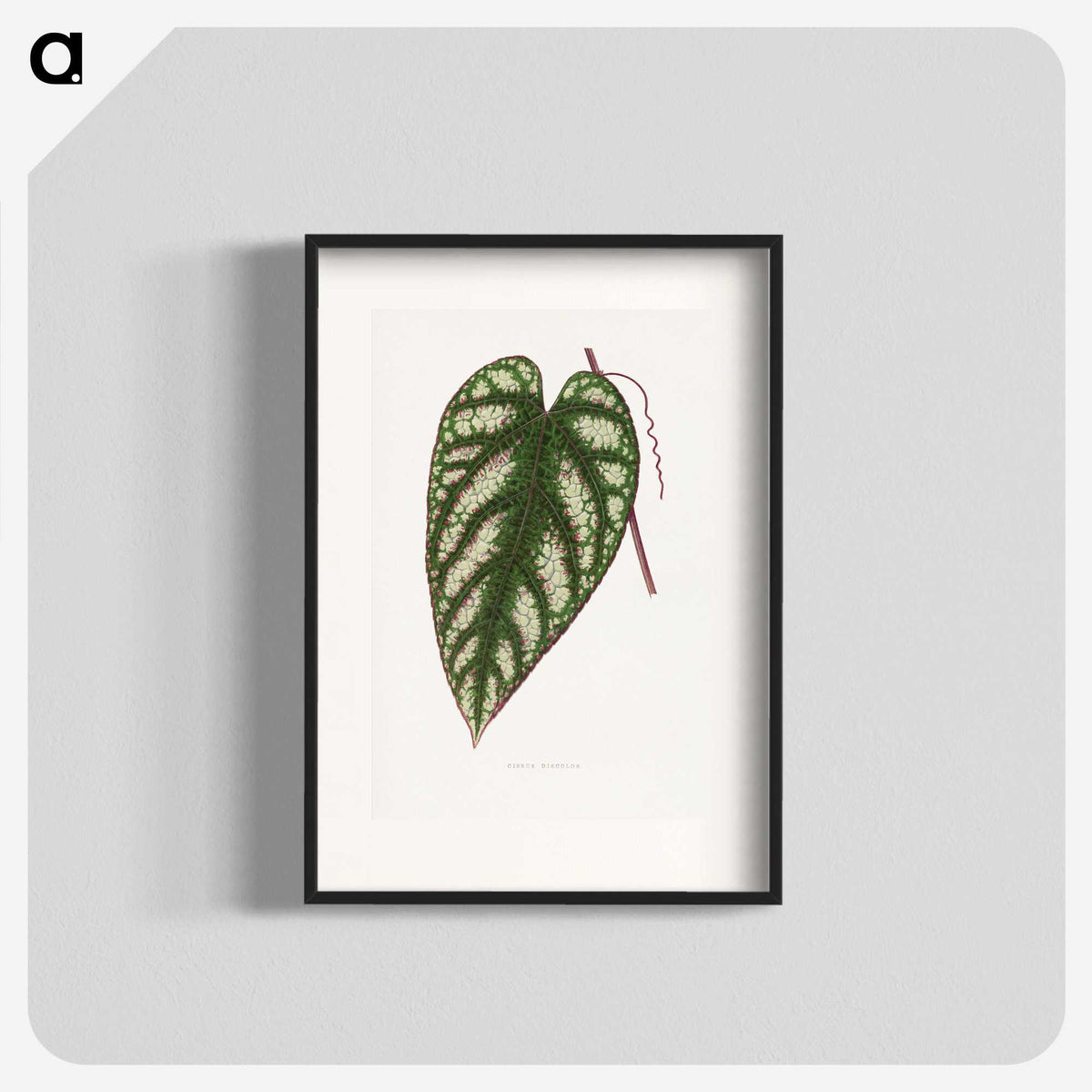 1-77_Plants-with-Colored-Foliage_blk