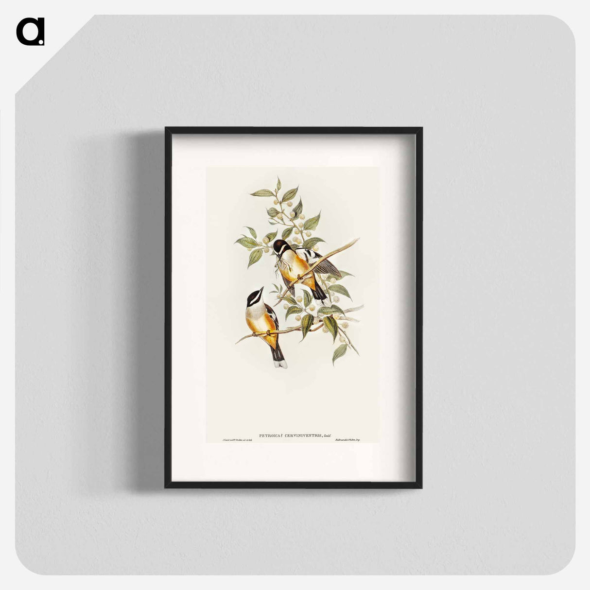 Buff-sided Robin
- オーストラリアの鳥 Poster.