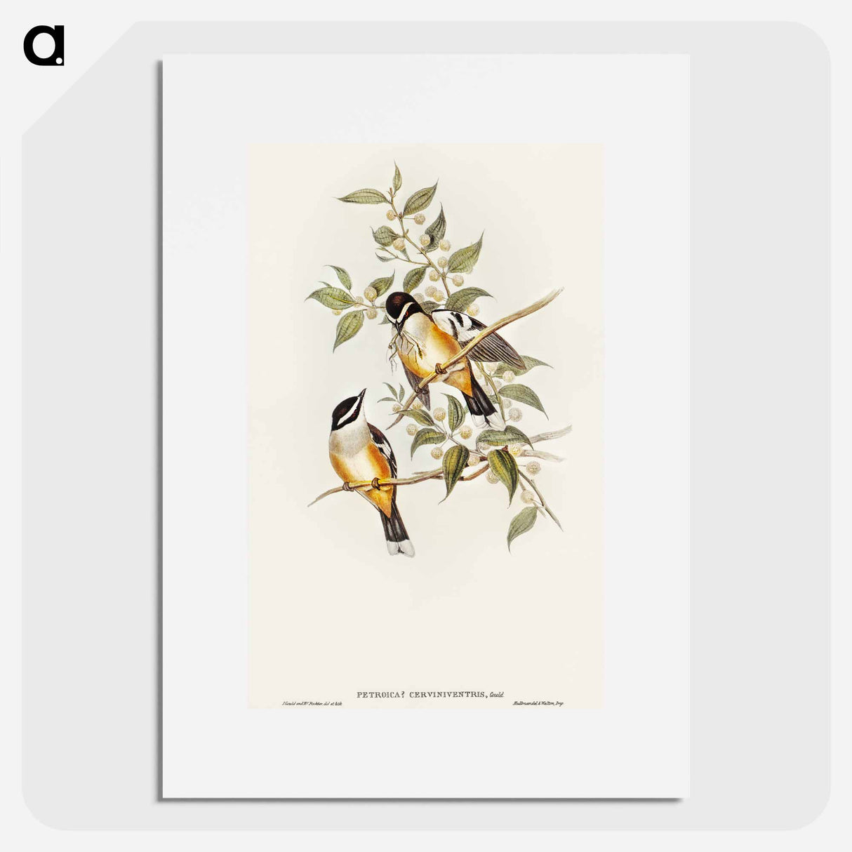 Buff-sided Robin
- オーストラリアの鳥 Poster.