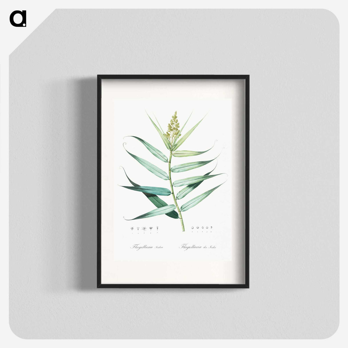 1-77_The-Lilies_blk