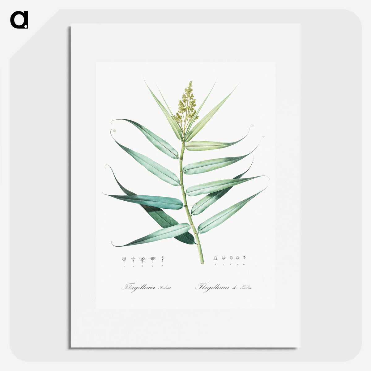 1-77_The-Lilies_picture