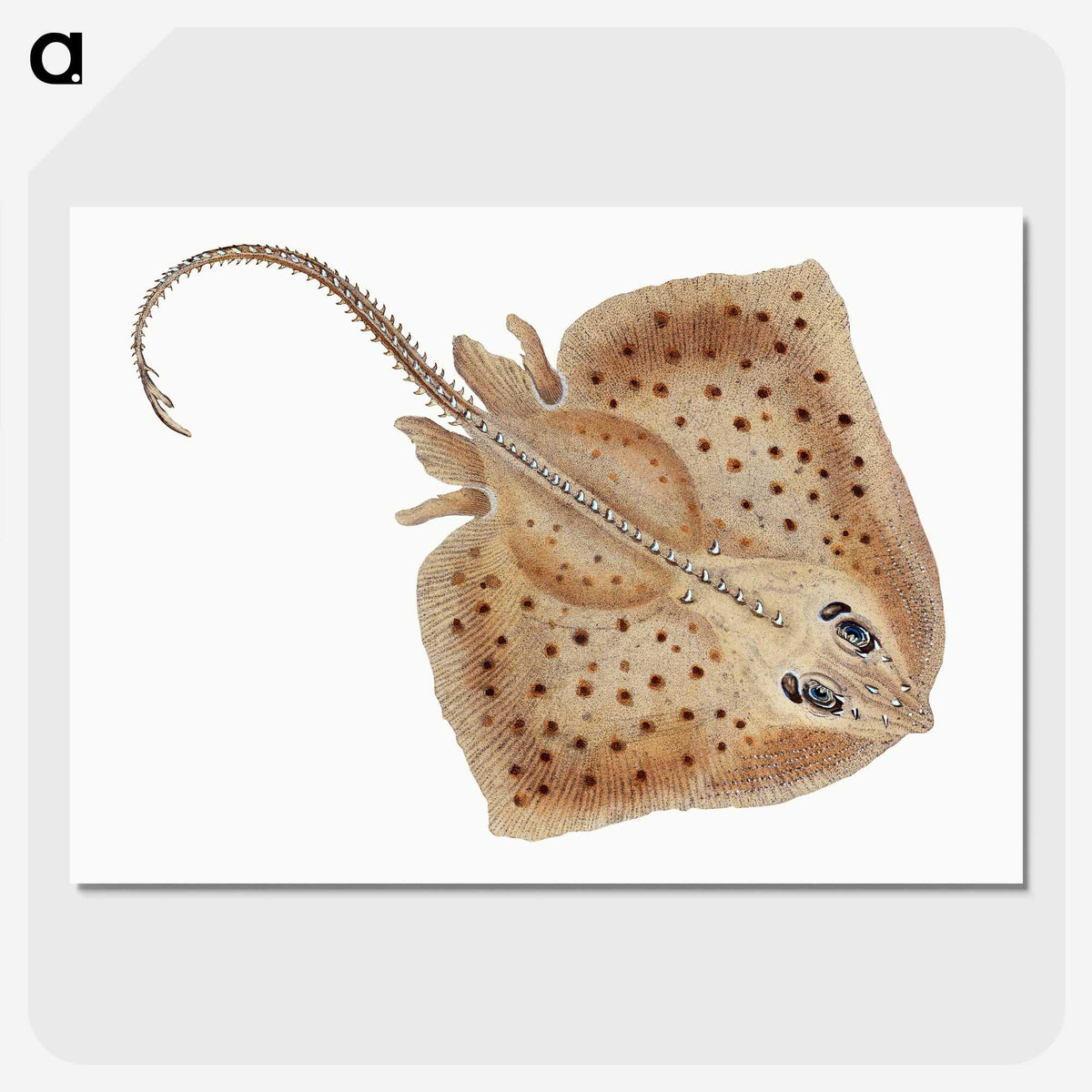 1-77_The-Natural-History-of-British-Fishes_picture-crop