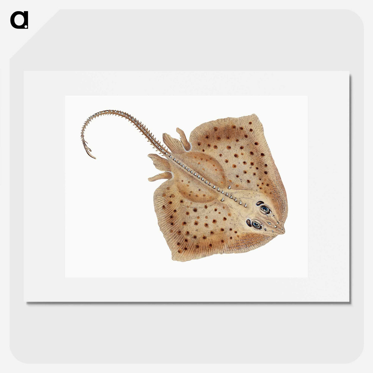 1-77_The-Natural-History-of-British-Fishes_picture