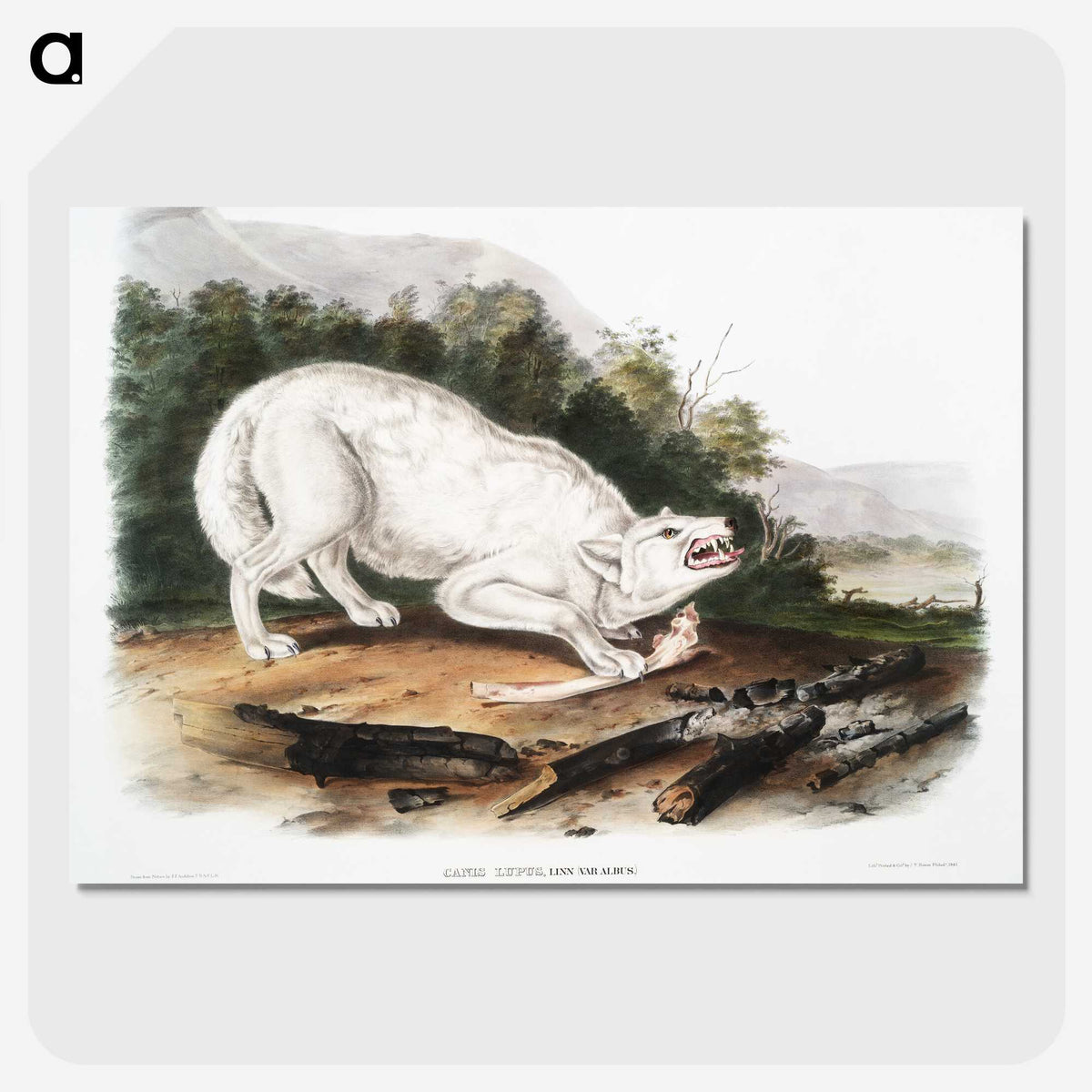 1-77_The-Viviparous-Quadrupeds_picture-crop