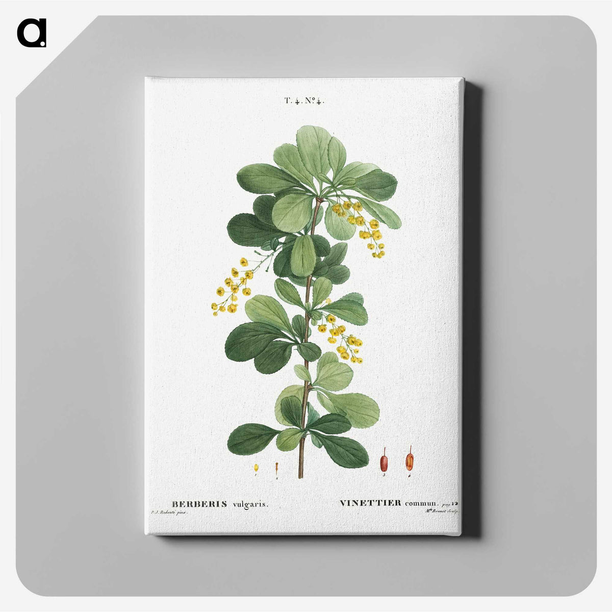 1-77_Treatise-on-Trees-and-Shrubs_canvas