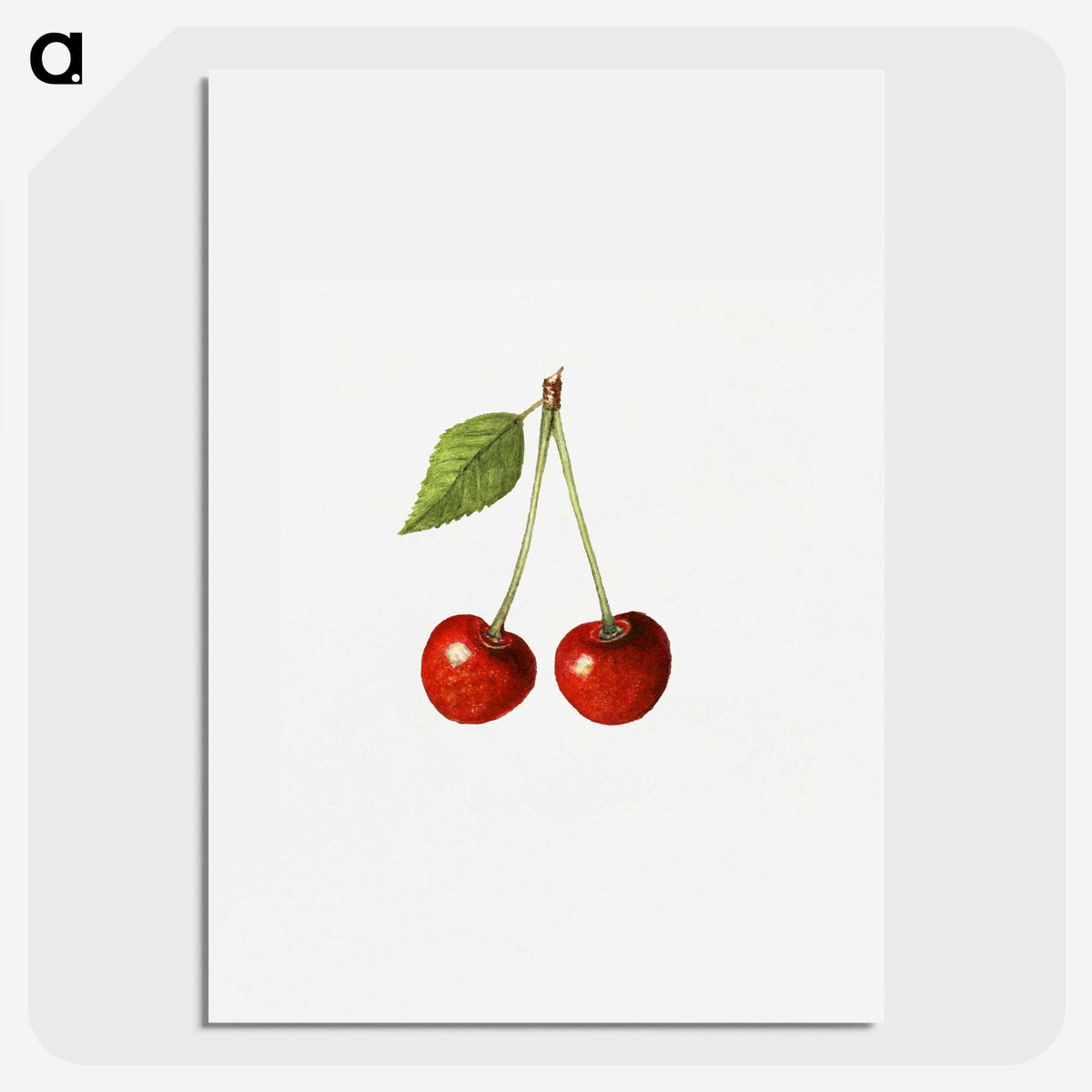 1-77_USDA-Watercolor-Fruit-Painting-Collection_picture