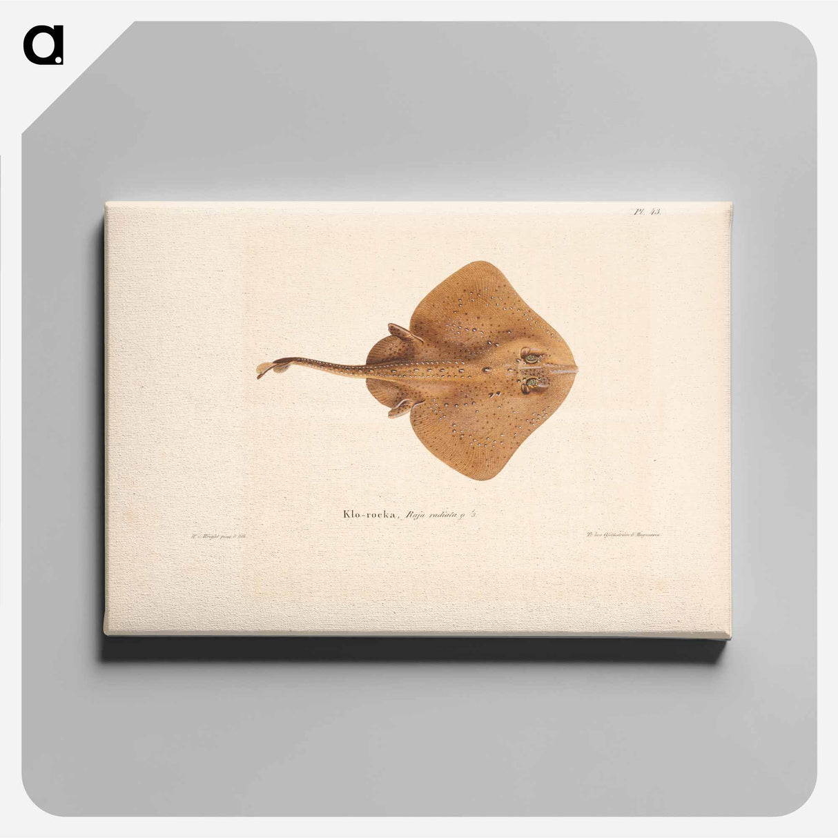 Thorny skate, female, Wilhelm von Wright - Wilhelm von Wright Canvas.