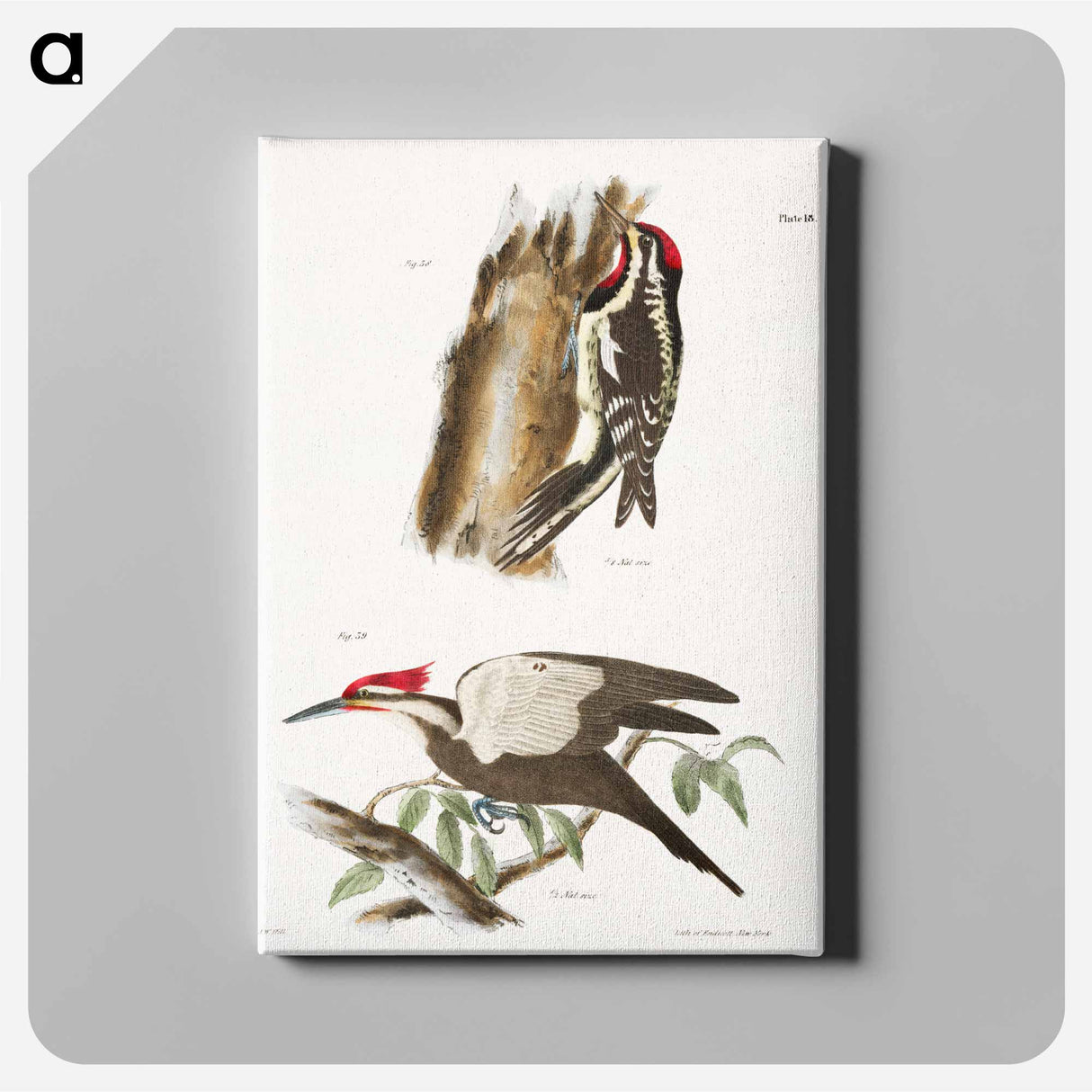 The Yellow-bellied Woodpecker - ニューヨークの動物学 Canvas.