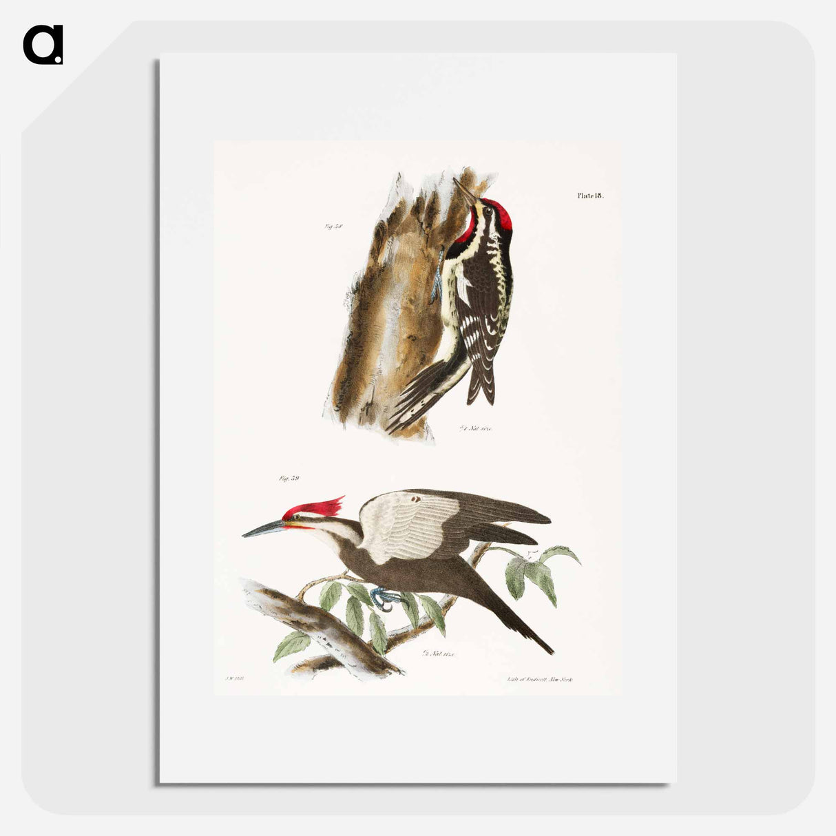 The Yellow-bellied Woodpecker - ニューヨークの動物学 Poster.