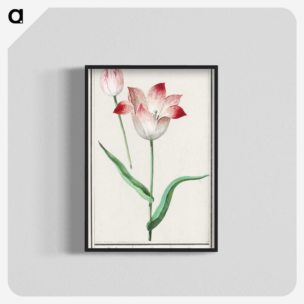 1-78_Anselmus-Boetius-de-Boodt_blk-crop