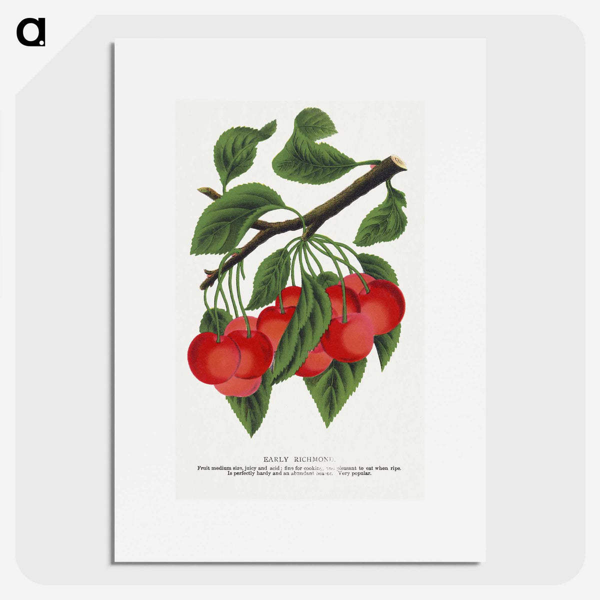1-78_Botanical-Specimen-Plates_picture