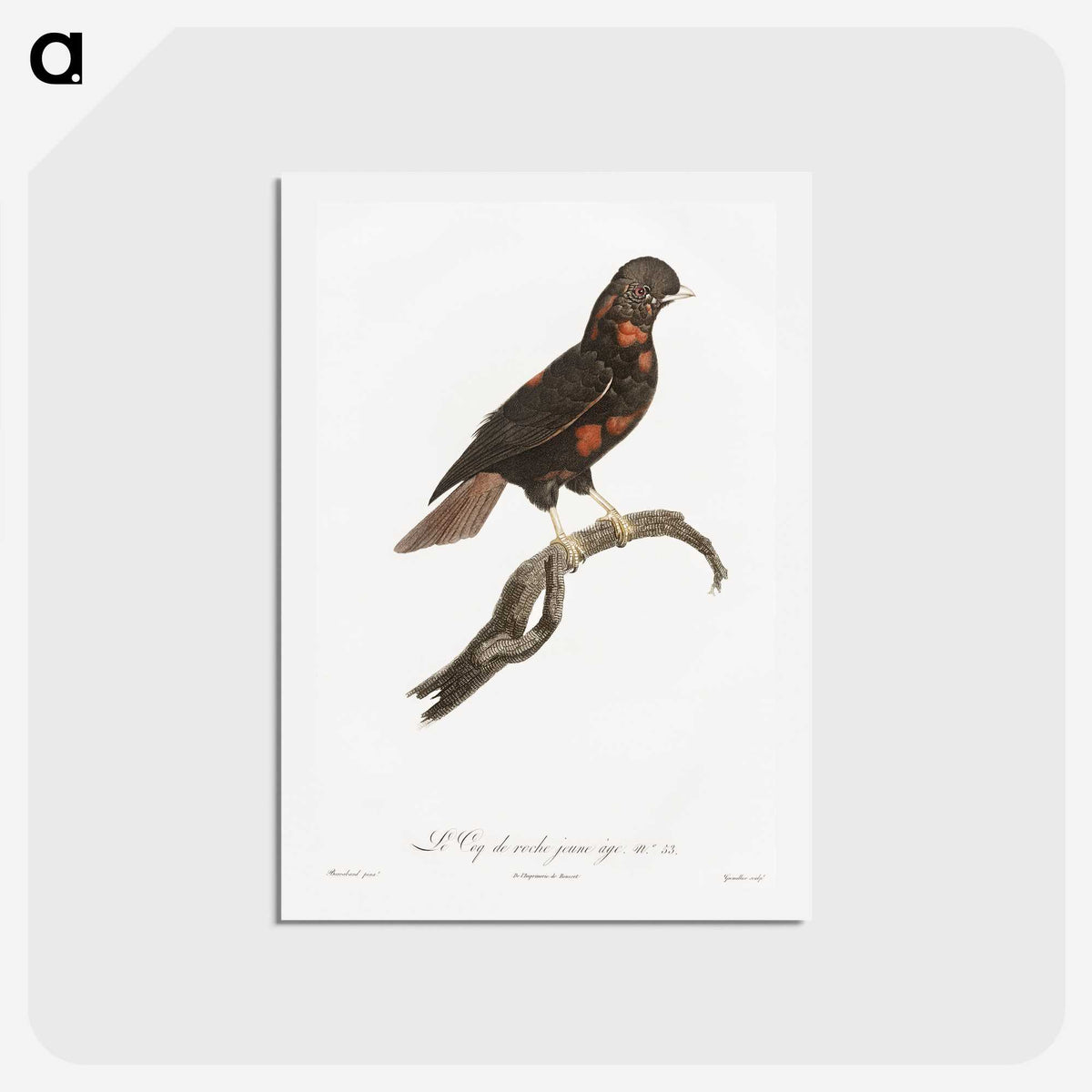 1-78_Des-Oiseaux-de-Paradis_hagaki