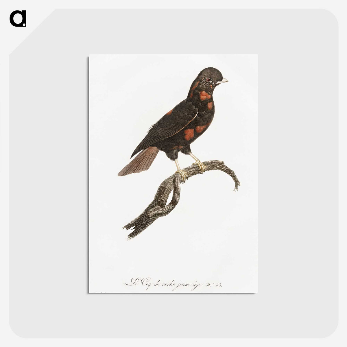 1-78_Des-Oiseaux-de-Paradis_postcard