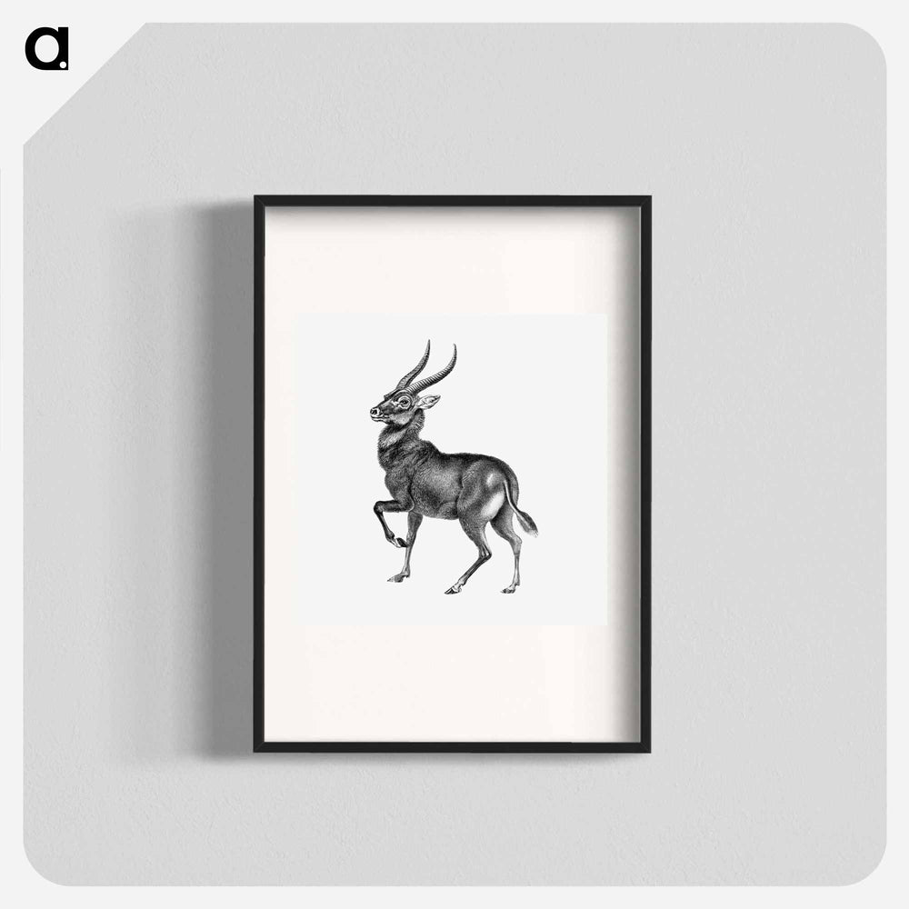 Vintage antelope wildlife illustration - エルンスト ヘッケル Poster.