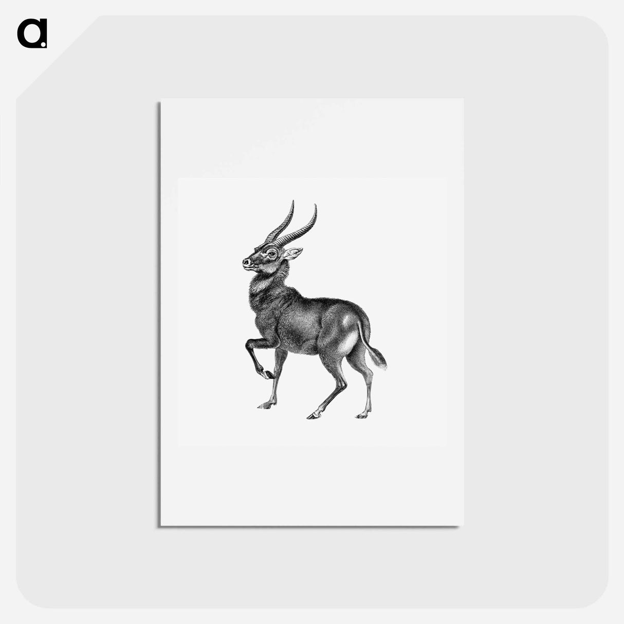 アートポストカード-Vintage antelope wildlife illustration - エルンスト ヘッケル Postcard.