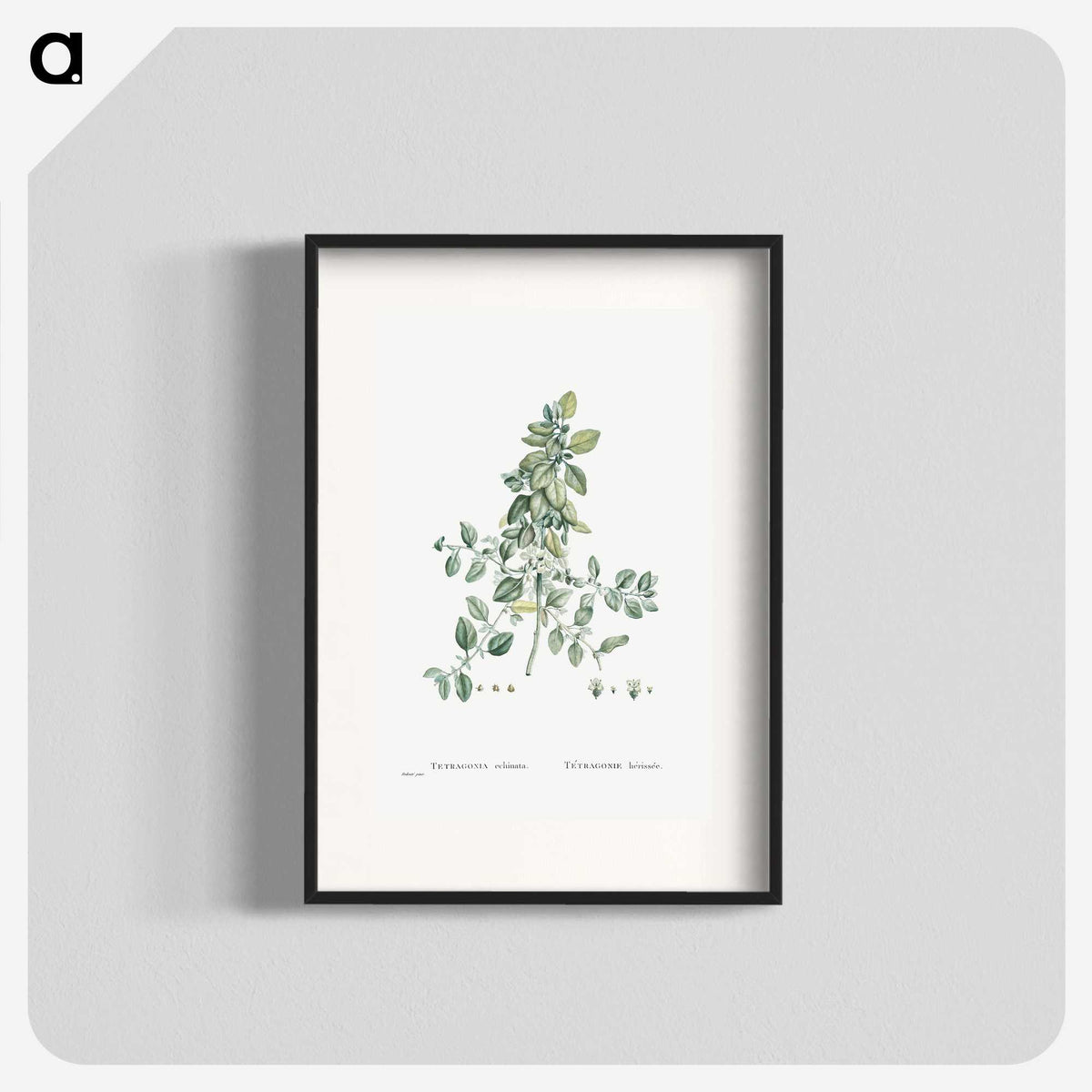 1-78_Histoire-des-Plantes-Grasses_blk