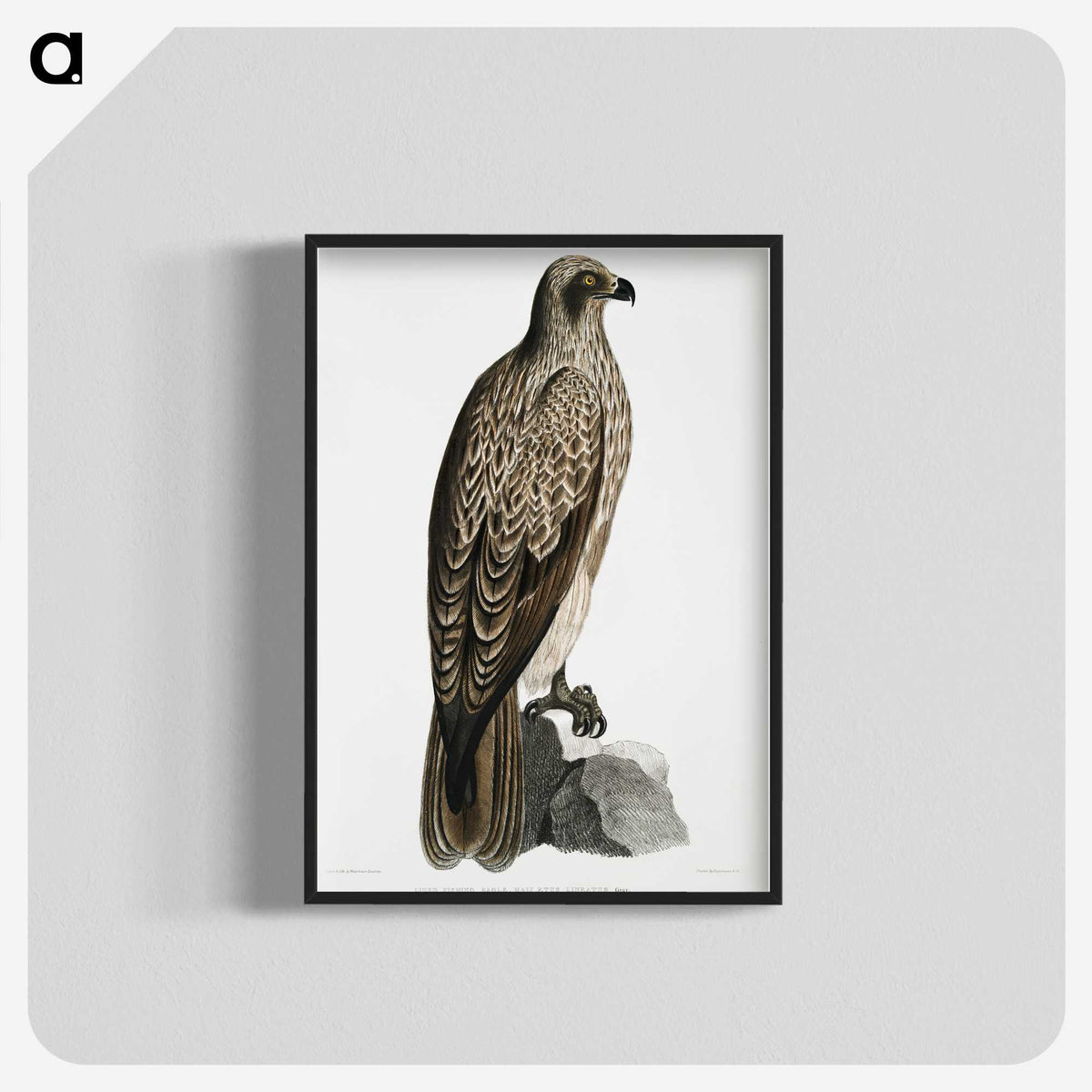 1-78_Indian-Zoology_blk-crop