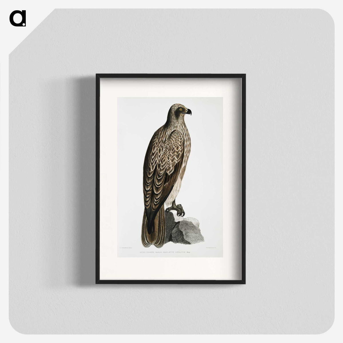 1-78_Indian-Zoology_blk