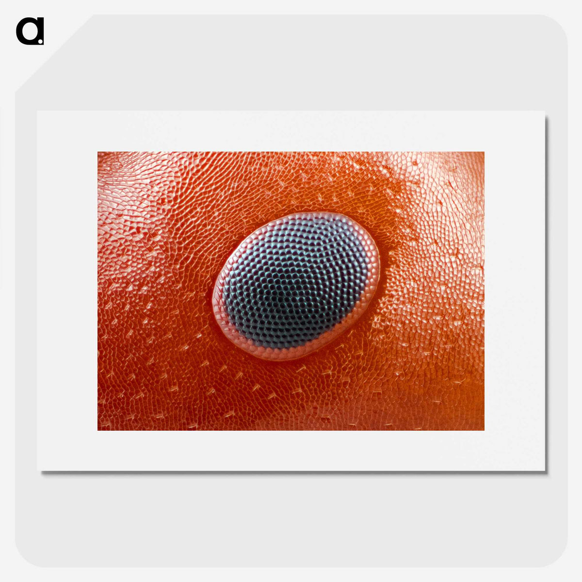 1-78_Insects-Unlocked-Project_picture
