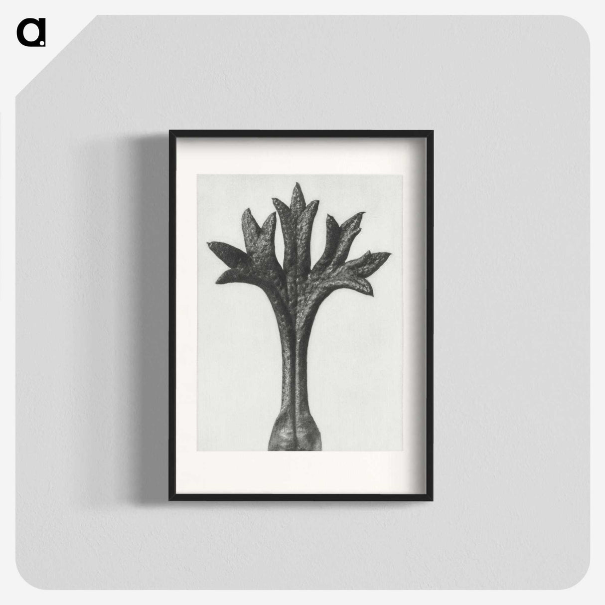1-78_Karl-Blossfeldt_blk