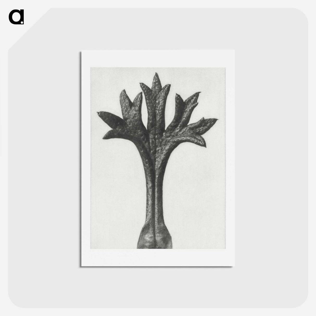 1-78_Karl-Blossfeldt_hagaki