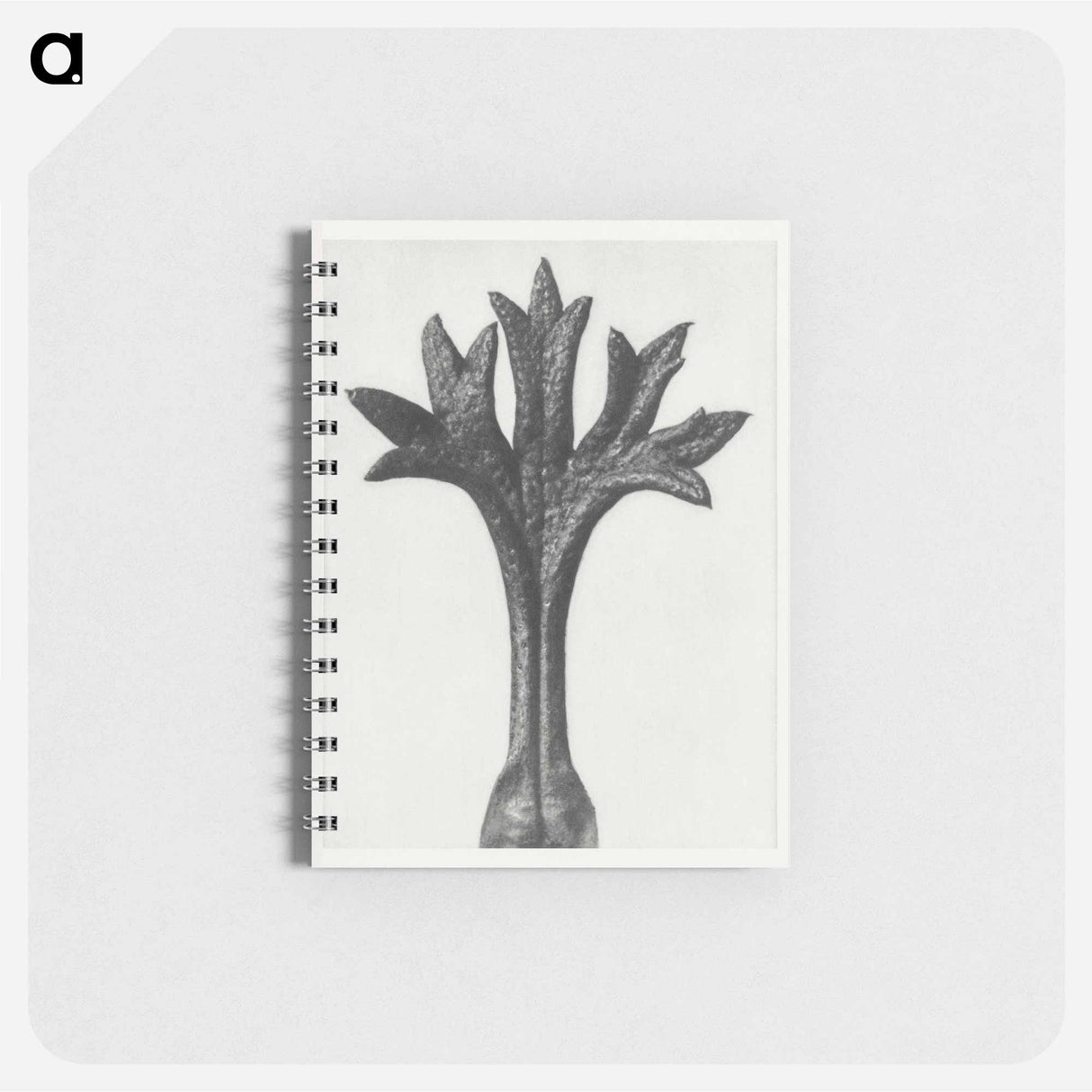 Saxifraga Willkommniana - カール ブロスフェルト Memo.