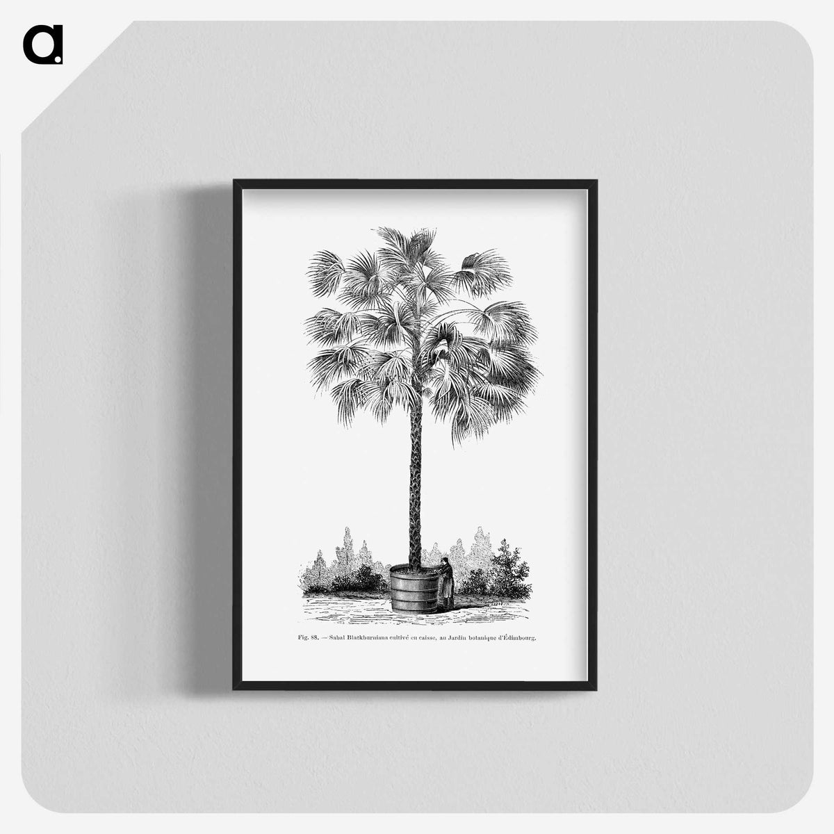 1-78_Les-Palmiers-Histoire-Iconographique_blk-crop
