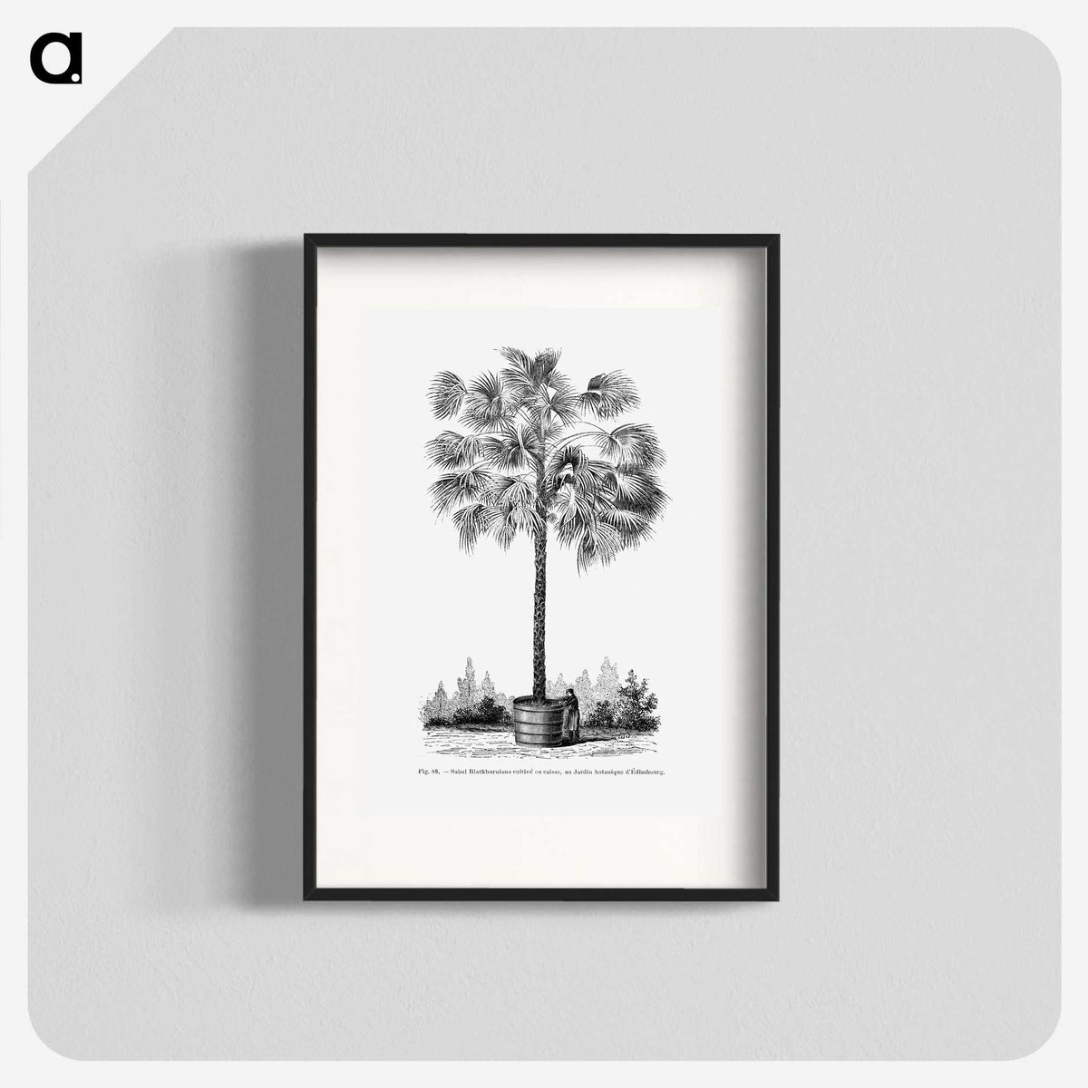 1-78_Les-Palmiers-Histoire-Iconographique_blk