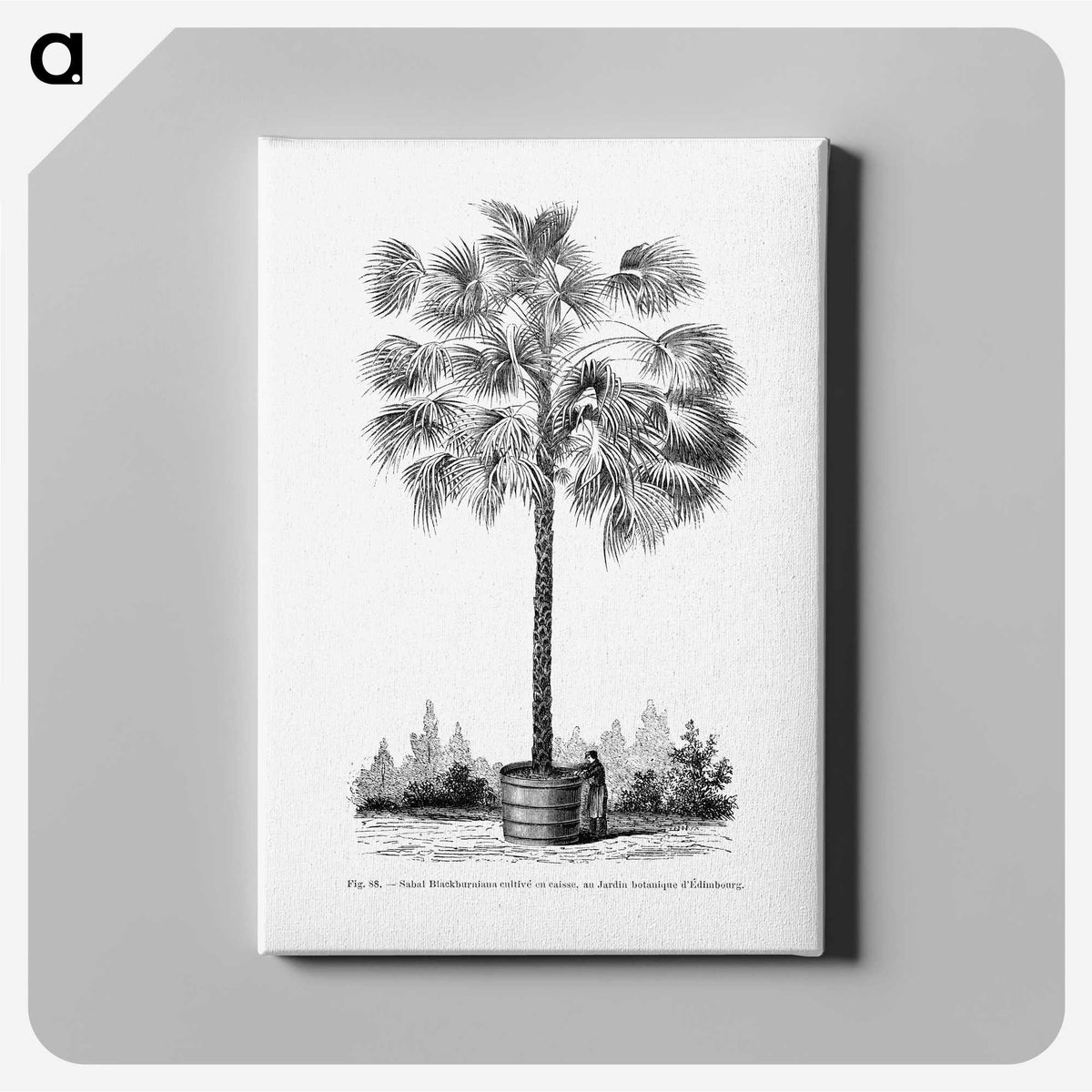 1-78_Les-Palmiers-Histoire-Iconographique_canvas