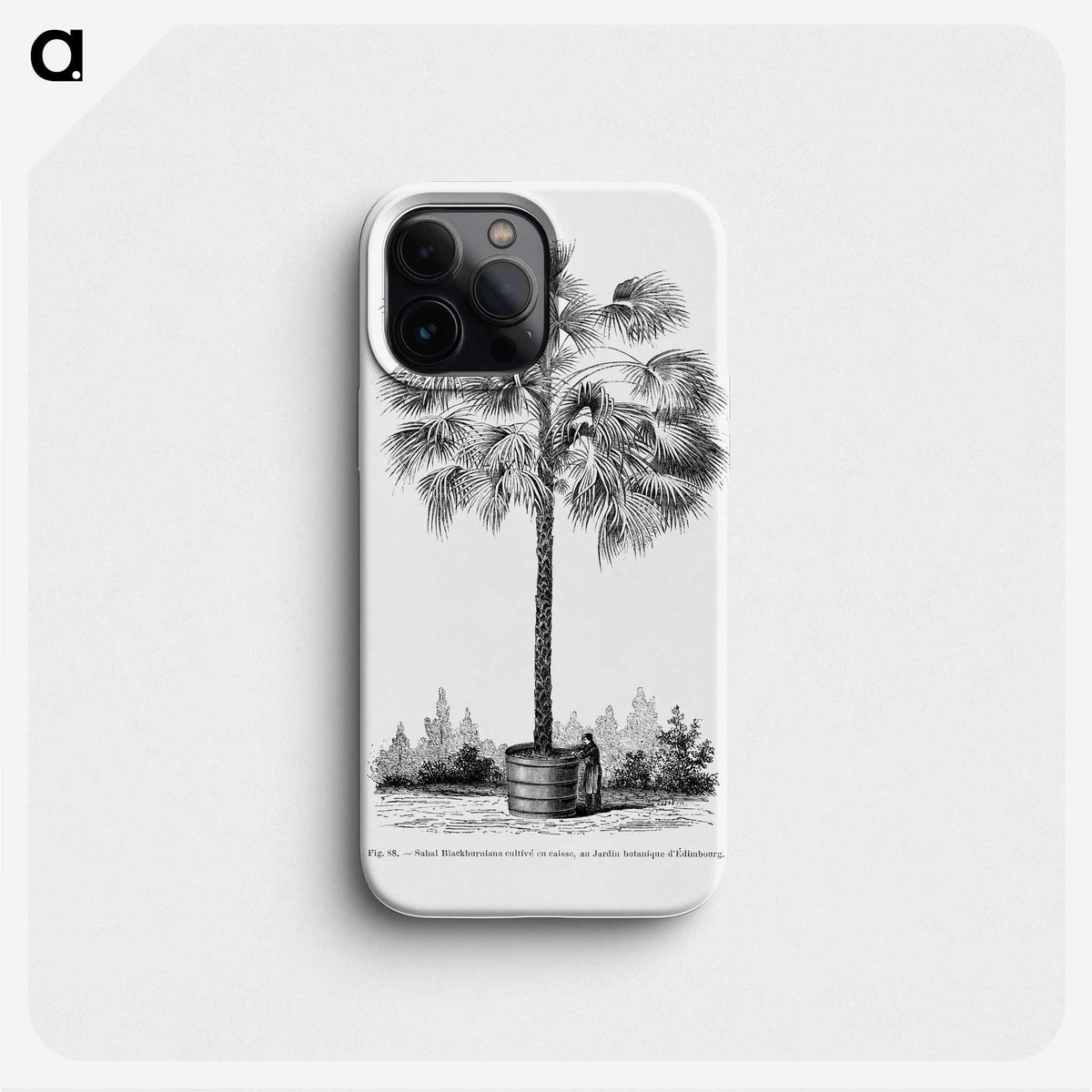 1-78_Les-Palmiers-Histoire-Iconographique_phone