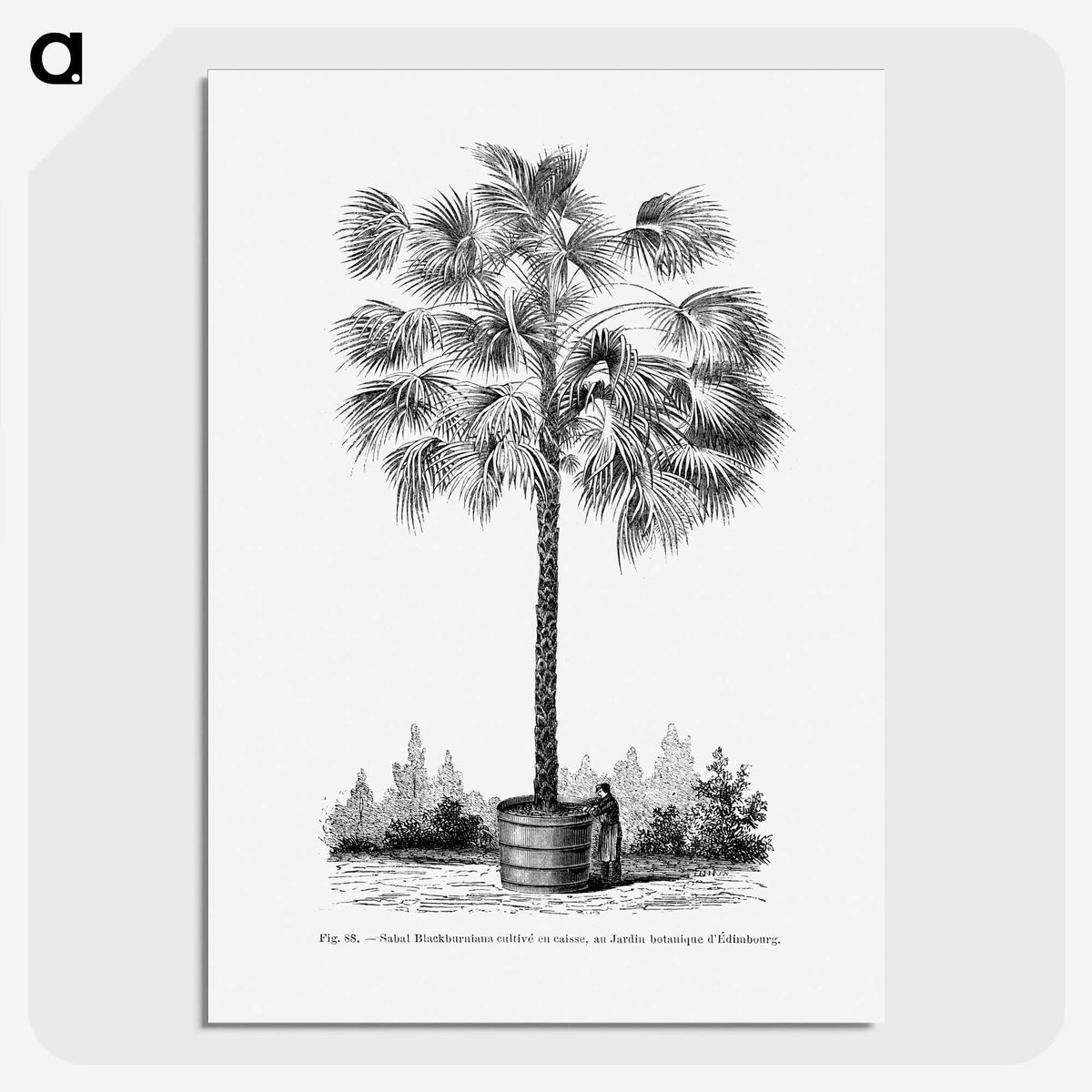 1-78_Les-Palmiers-Histoire-Iconographique_picture-crop