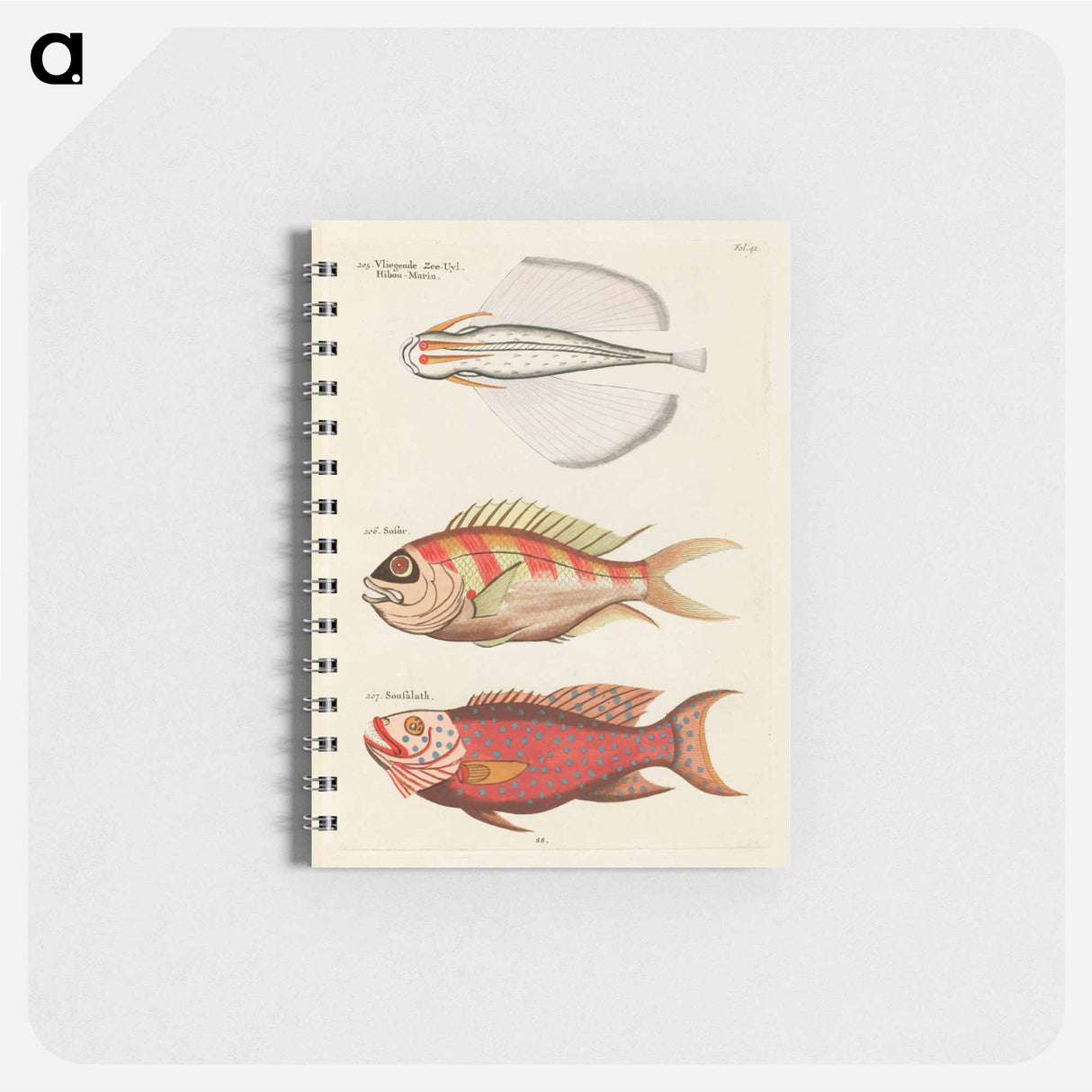Moluccan Fishes
- ルイ ルナール Memo.
