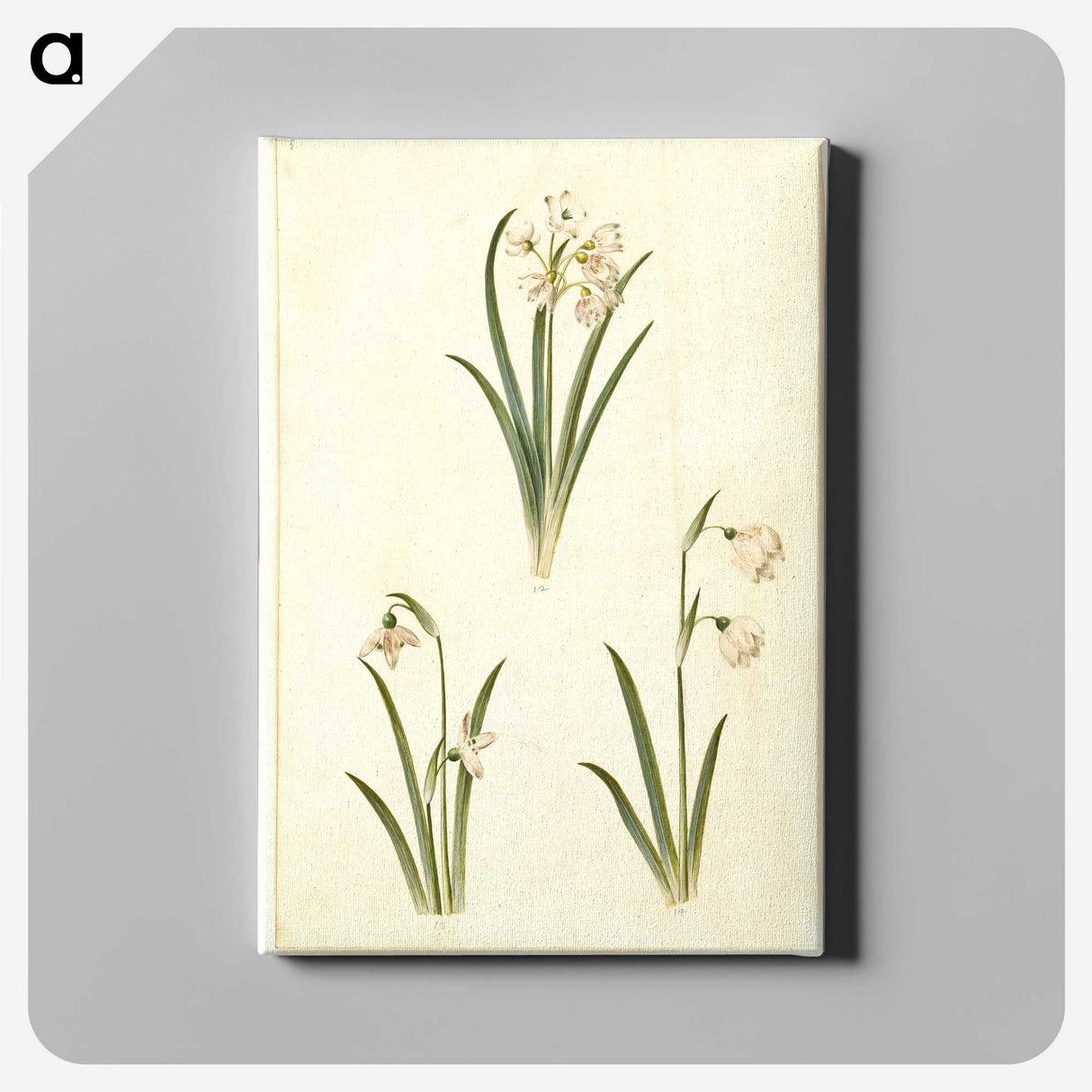 1-78_Maria-Sibylla-Merian_canvas