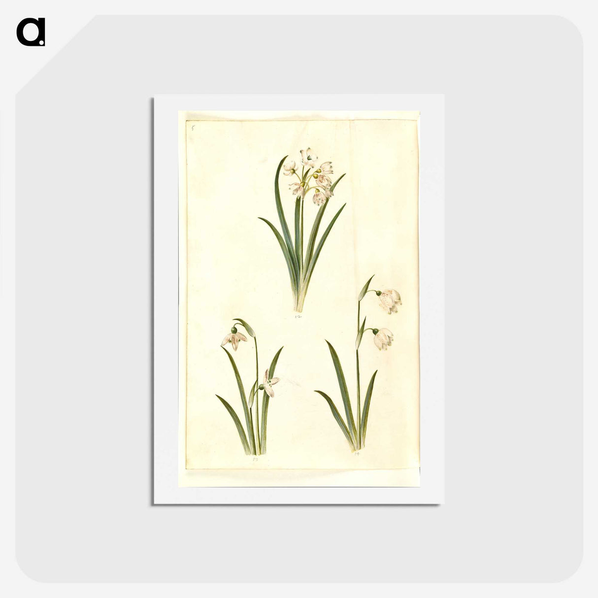 1-78_Maria-Sibylla-Merian_hagaki