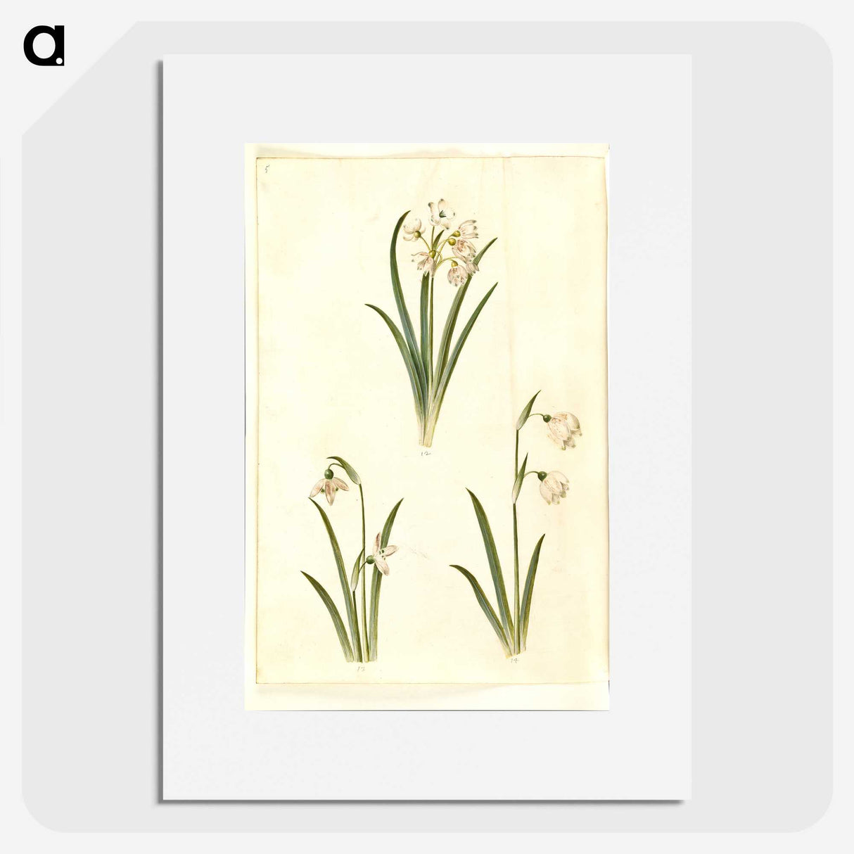 1-78_Maria-Sibylla-Merian_picture