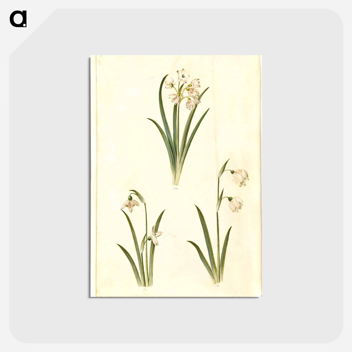 アートポストカード-Spring Blooms
- マリア ジビーラ メーリアン Postcard.