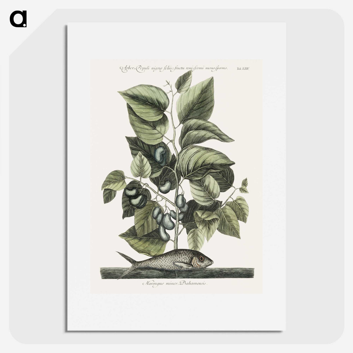 1-78_Mark-Catesby_picture