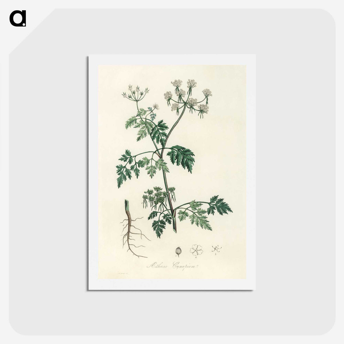 1-78_Medical-Botany_hagaki