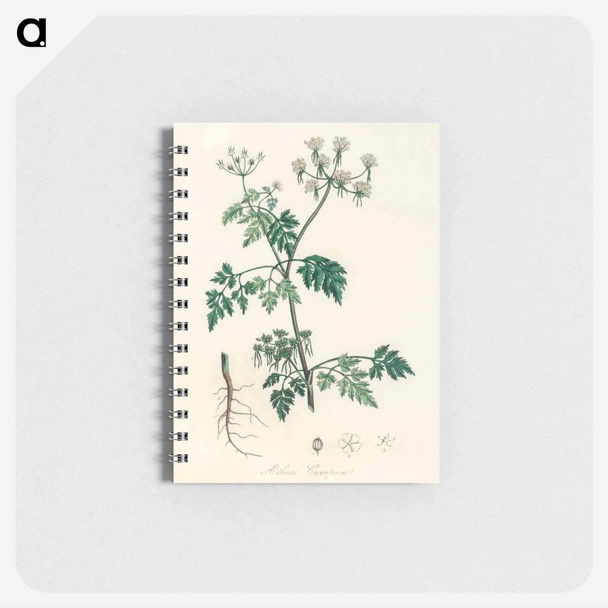 アートメモ帳-Poison Parsley Illustration
- 薬用植物学 Memo.
